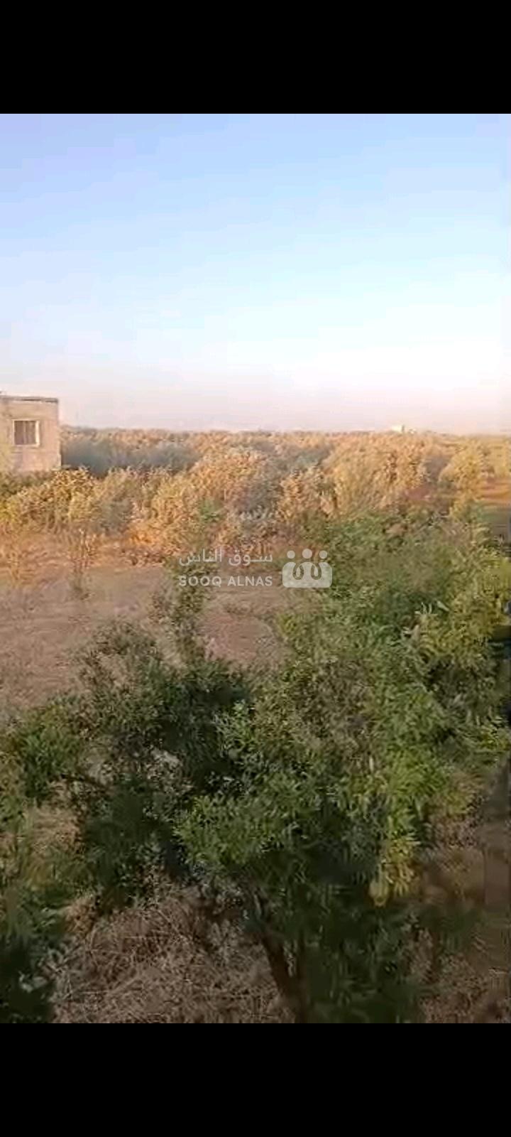 أرض للبيع في كفر جالس