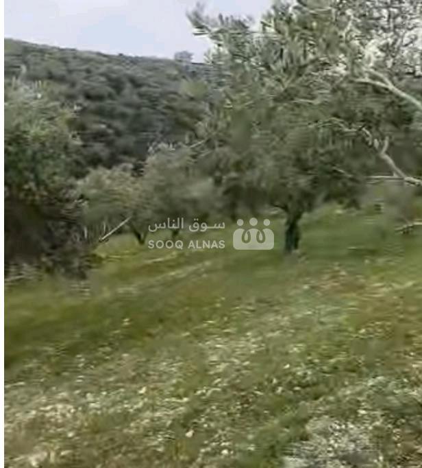 أرض زيتون في عقارية الشبطلية