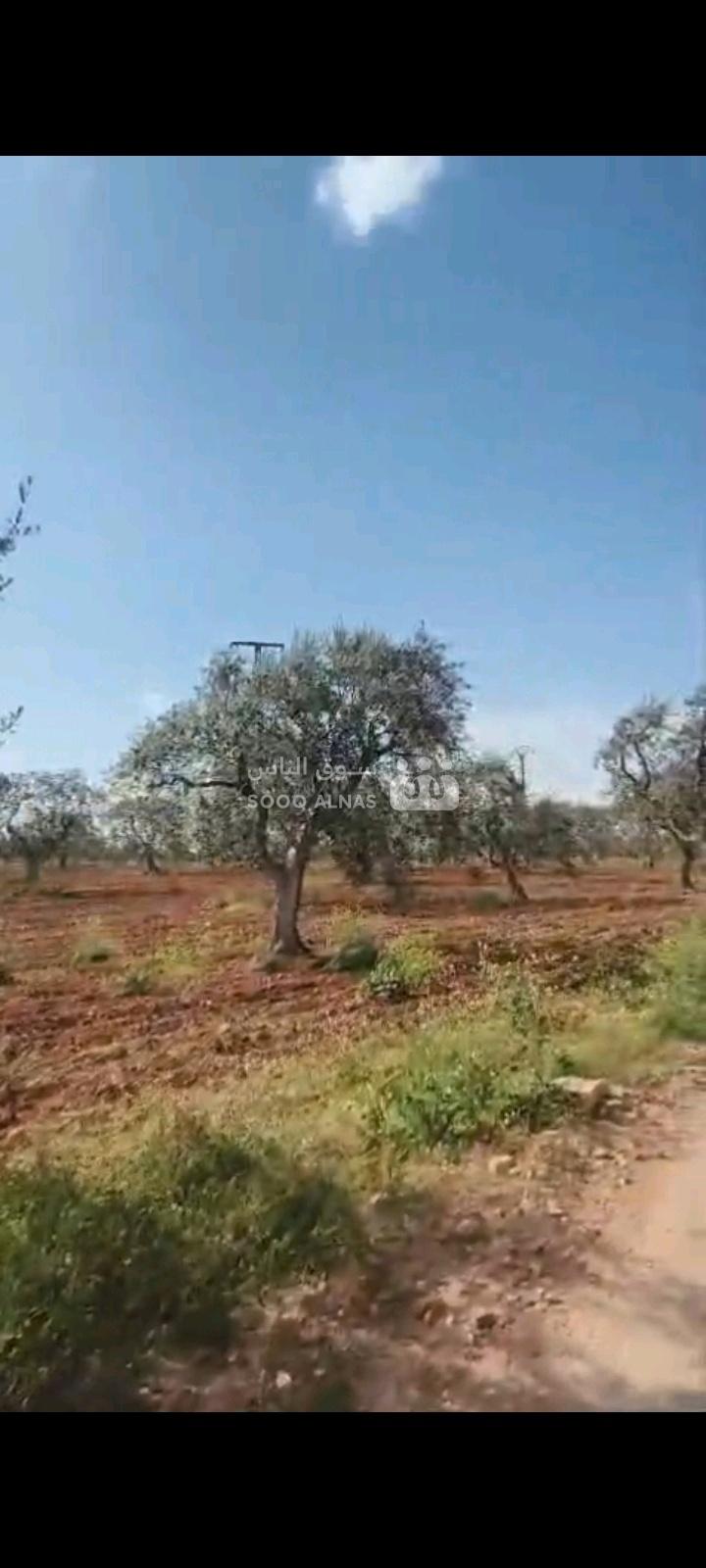 6 دنمات شمال معصرة غفير