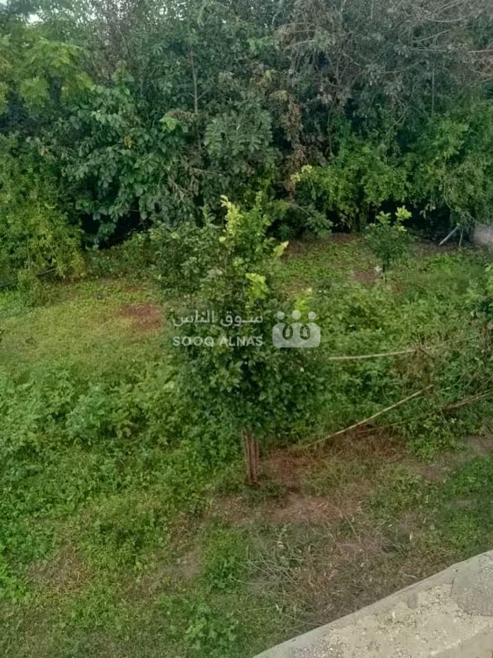 مزرعة دنم للبيع على الشاطئ مقابل مطعم ابو دريد