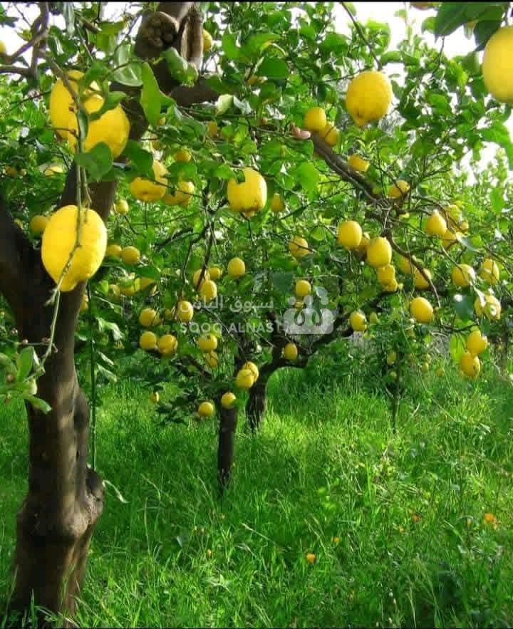 ارض زراعية 7 دونم