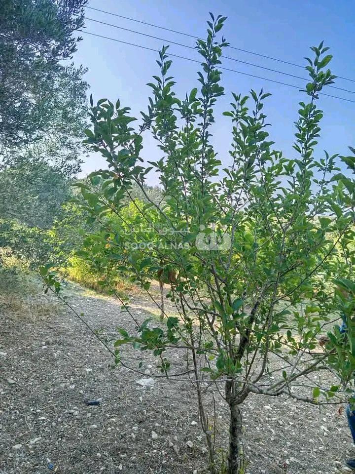ارض زراعية للبيع 6.5دونم