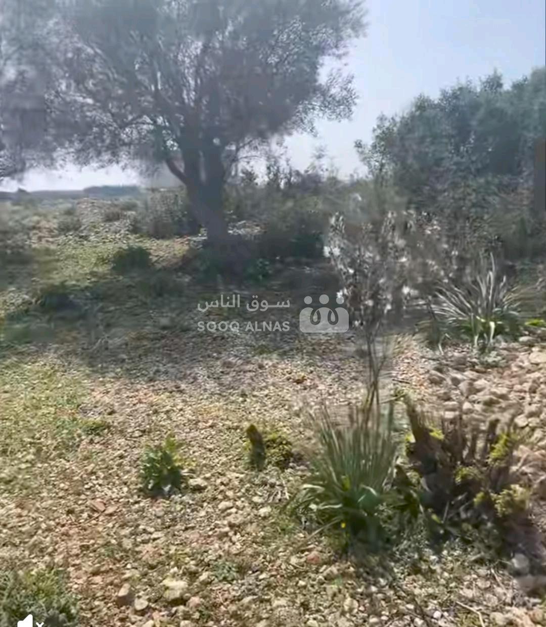 ارض زراعية مشجرة ليمون