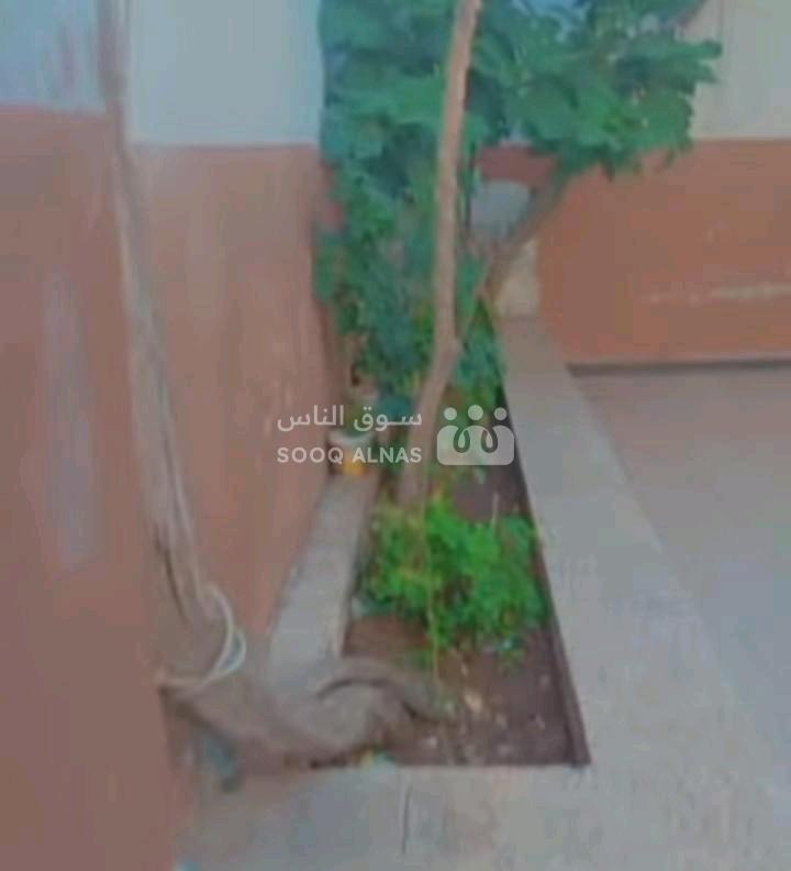 بيت عربي بين الجامع القديم وجامع عثمان