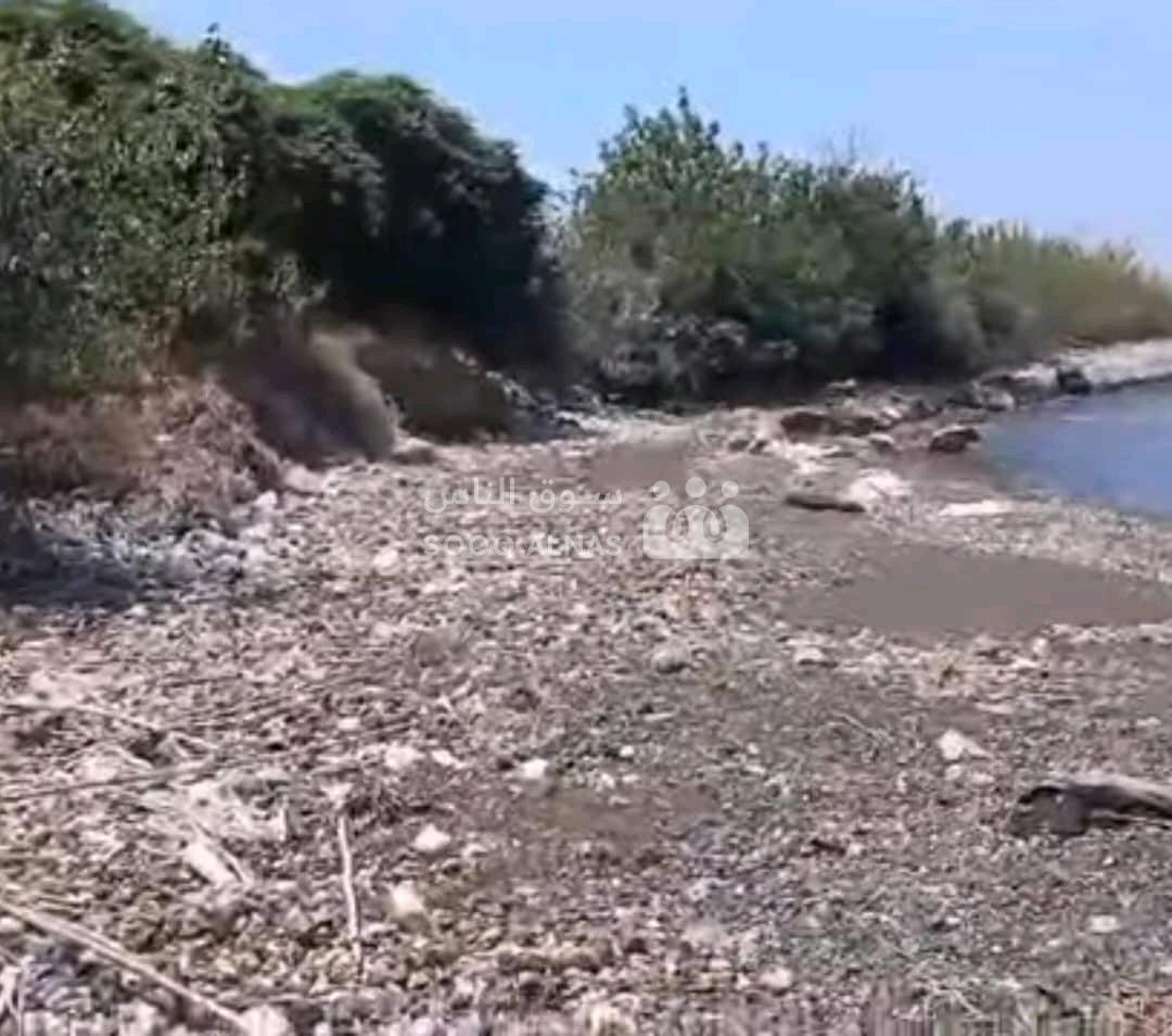 ارض عالبحر مباشر