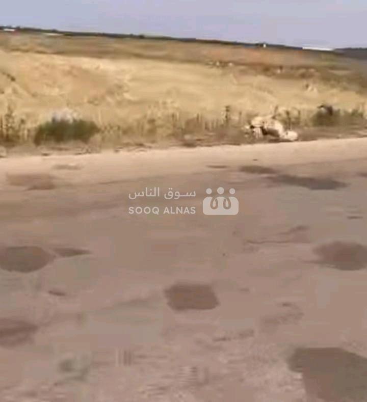 أرض زراعية في حمص شنشار-قبل مدرسة القمة الخاصة