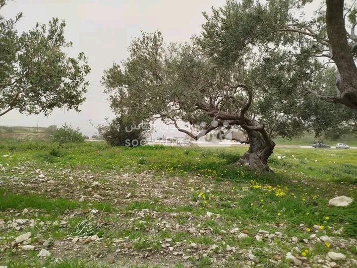 للبيع ارض زراعية مزروعة زيتون