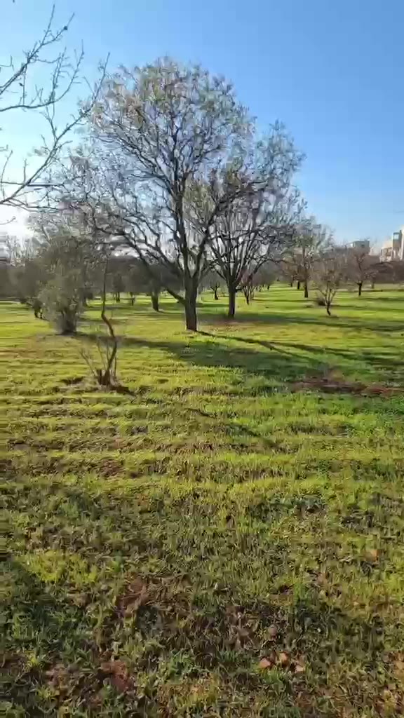أرض زراعية في ام عانون