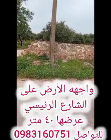 إعلان بيع أرض زيتون مميزة للبيع أرض