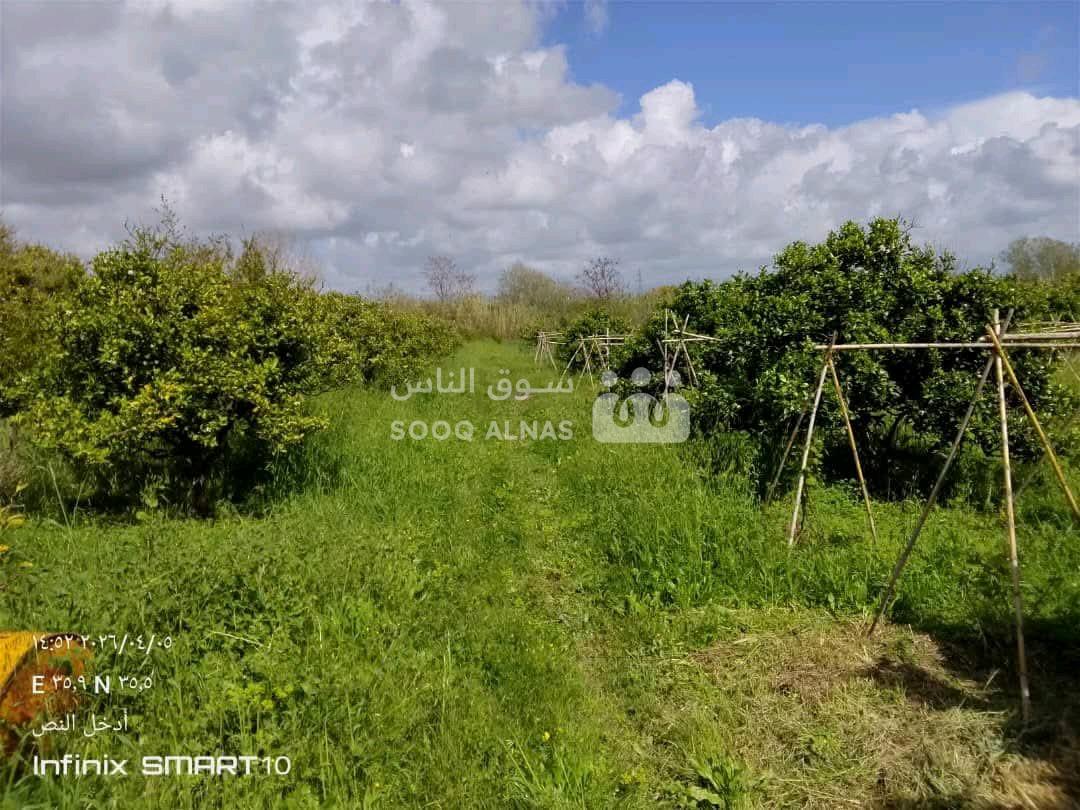 ارض زراعية مشجرة حمضيات