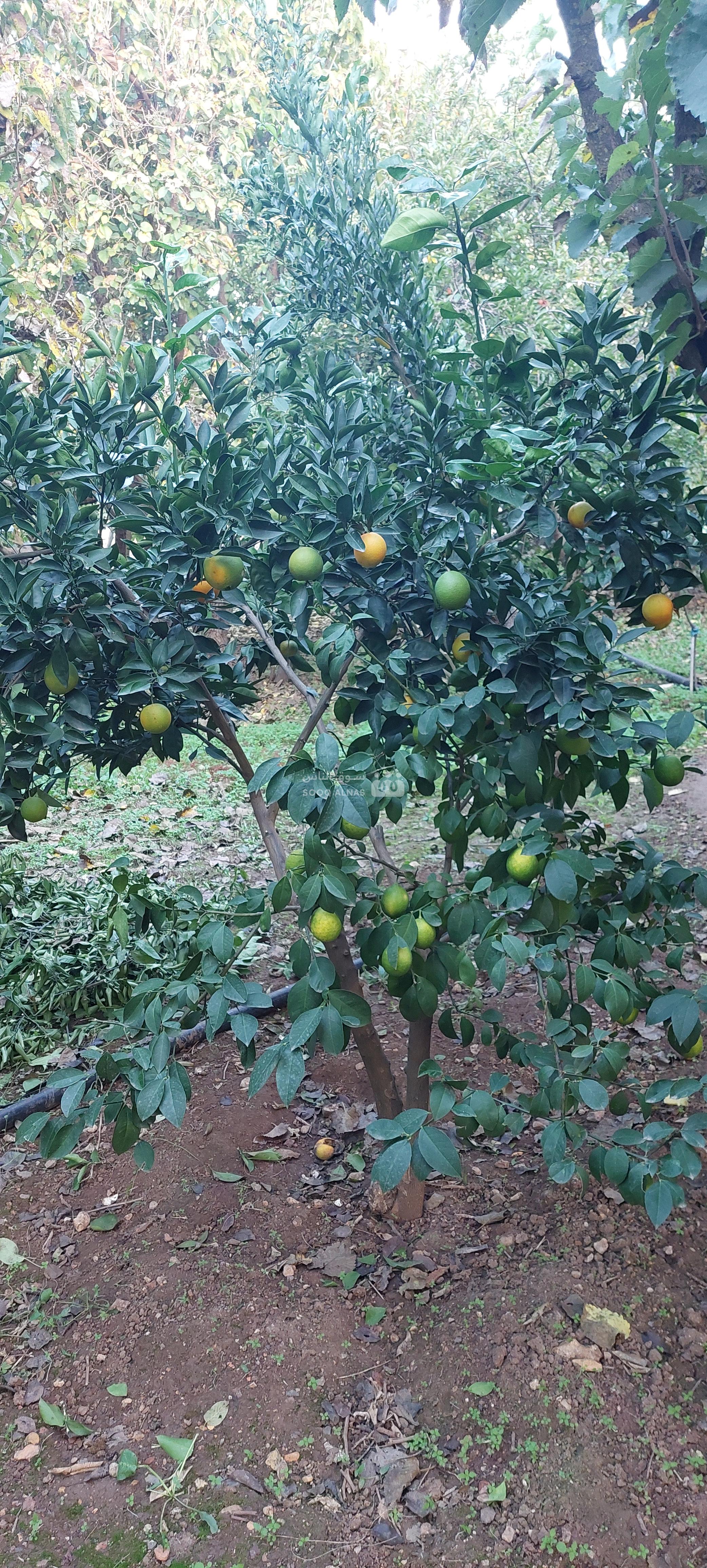 أراضي