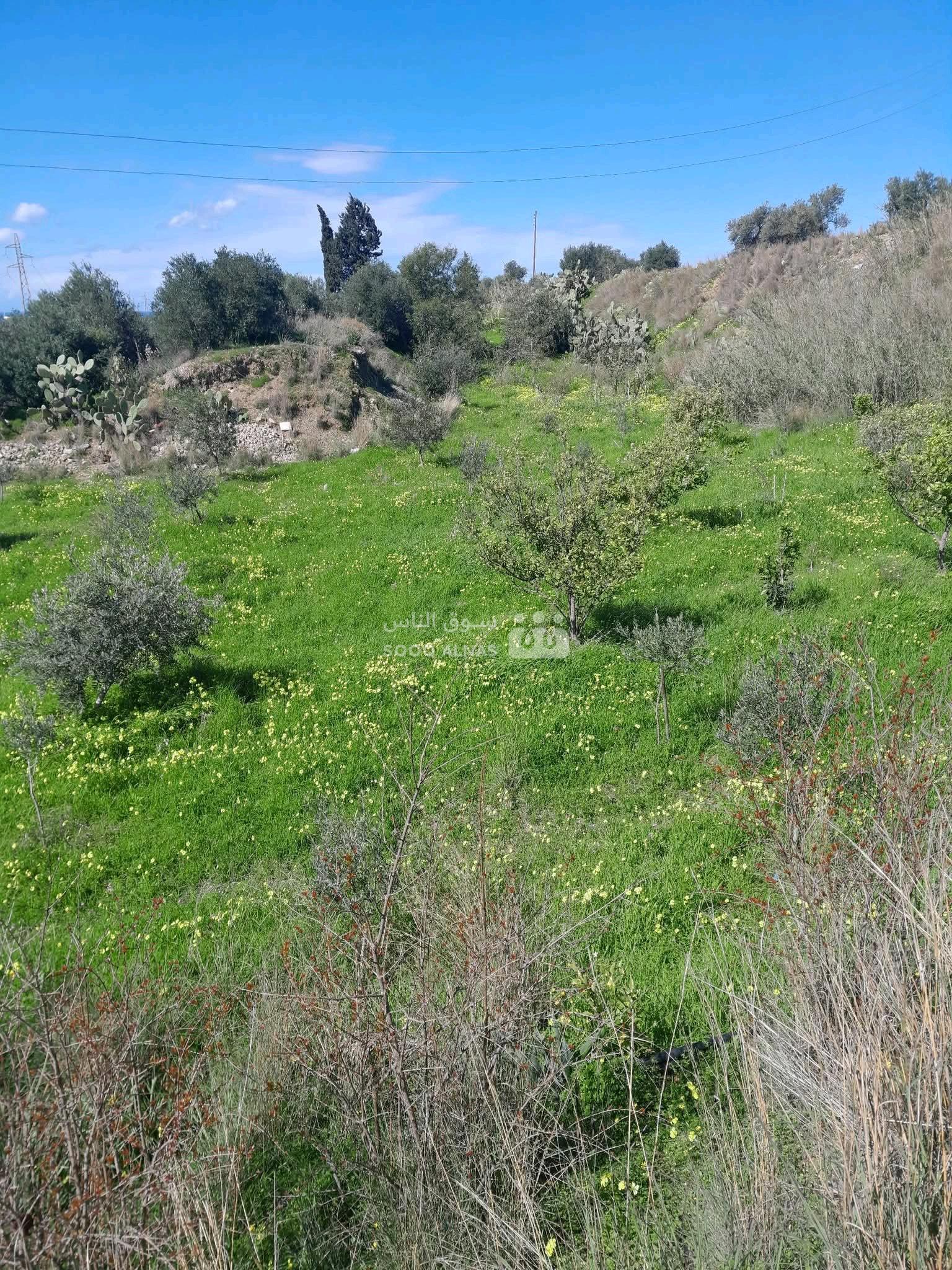 ارض زراعية مع غرفة للايجار