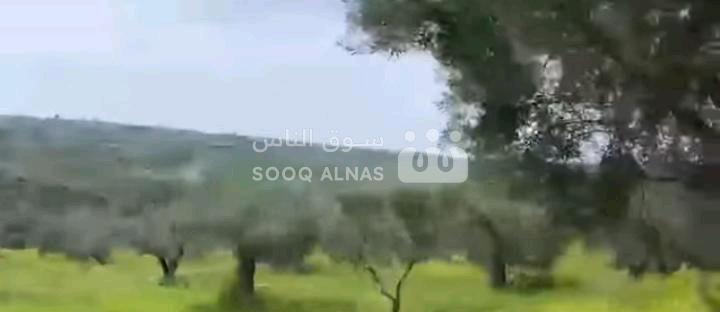 أرض باللاذقيه طريق حلب قرية الكنيسات