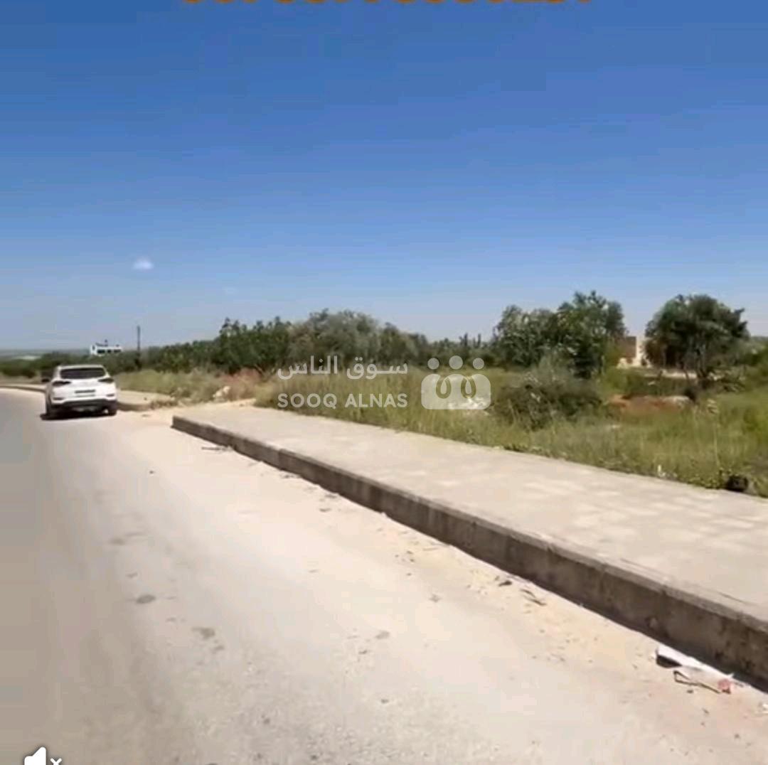 ارض زيتون للبيع