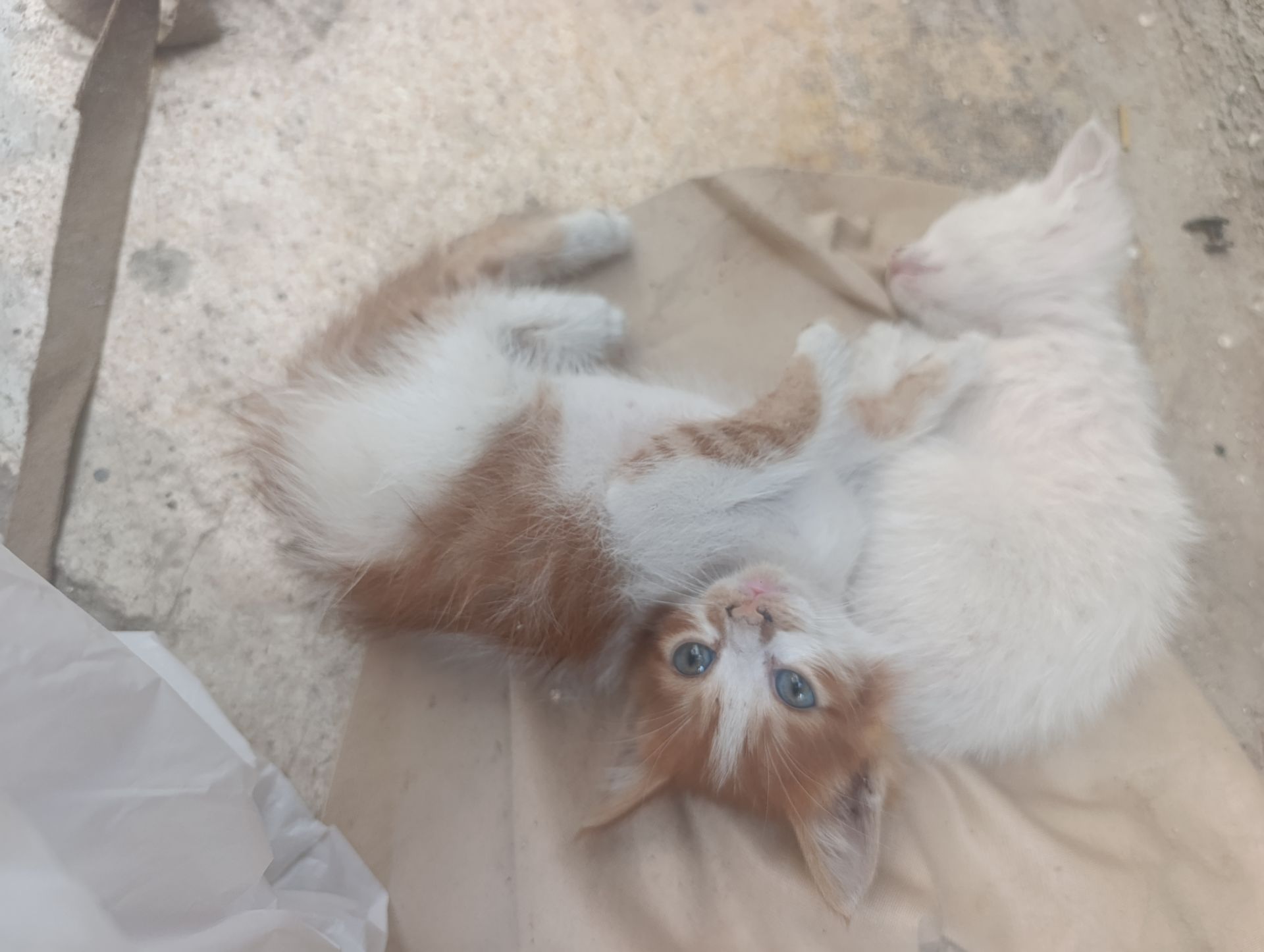 omar